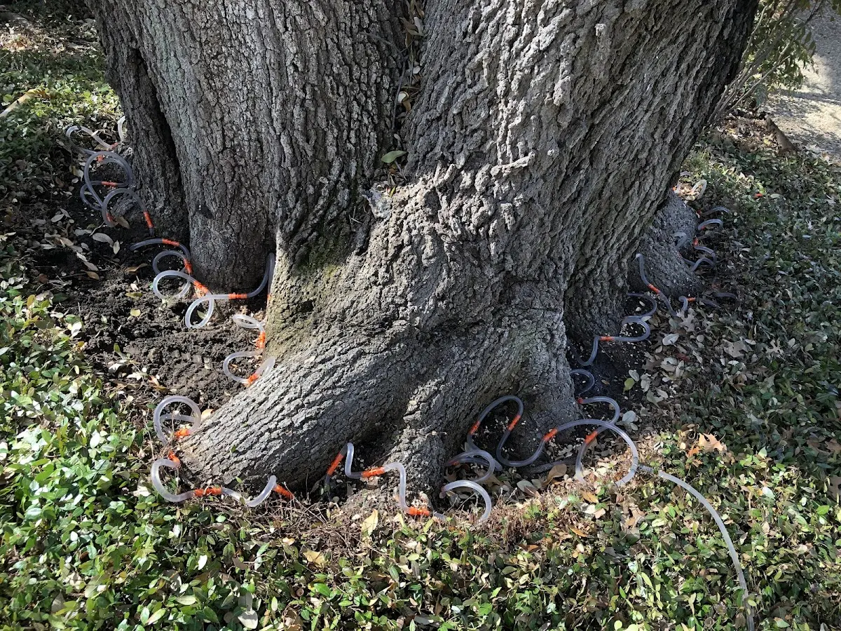 Detailed Tree Cabling and Bracing job site in Rockport
